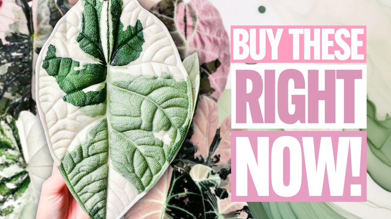 MONEY-MAKING & TRENDING Variegated Alocasia in 2025!