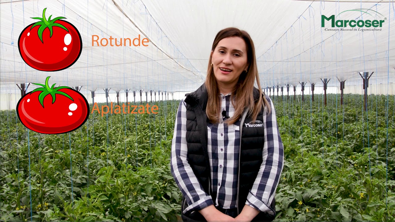 🍅 Cum alegi un hibrid de tomate pentru ciclul 2 de cultură? - Marcoser