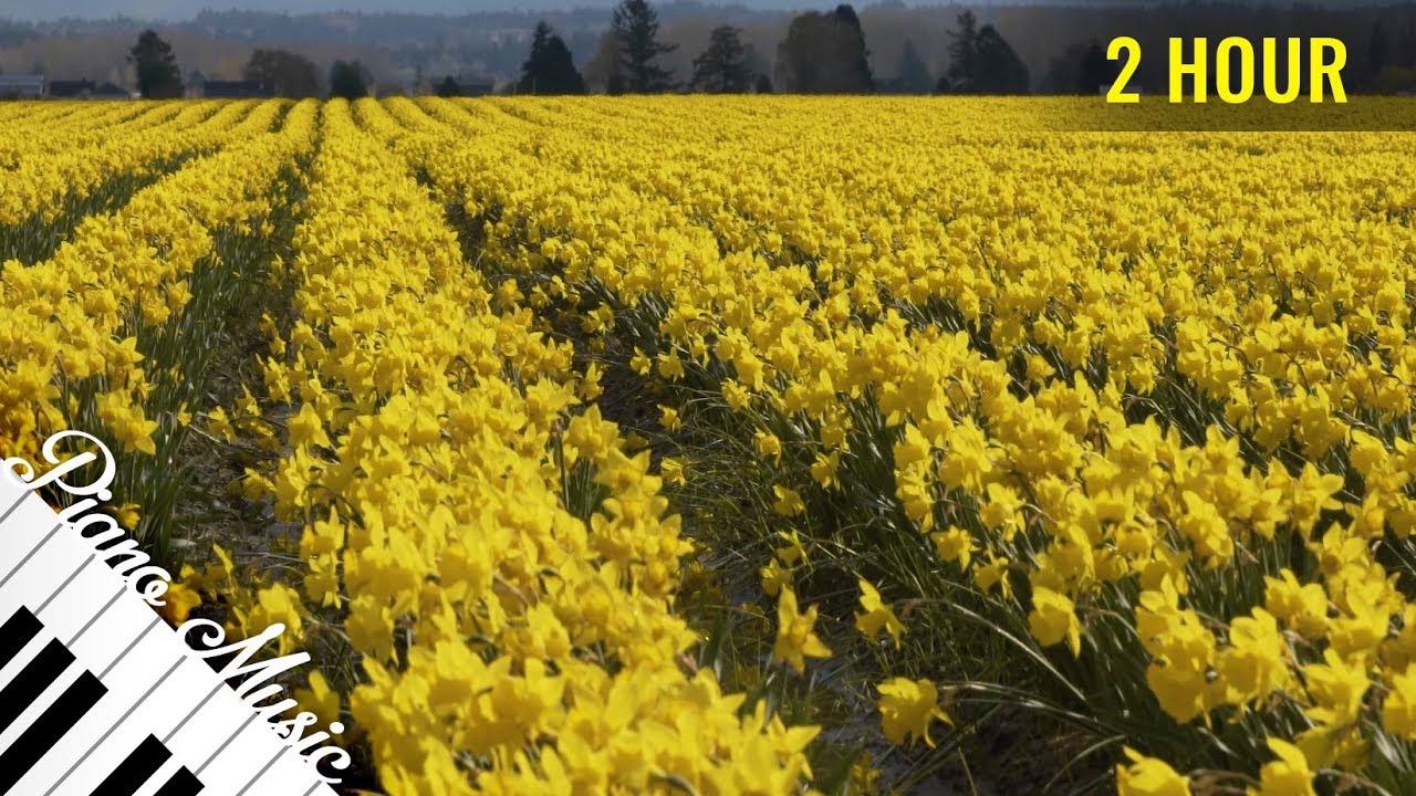 Beautiful Piano Music #89 - Yellow Flower Fields in 4K - Piano Music for Stress Relief, Sleep Music