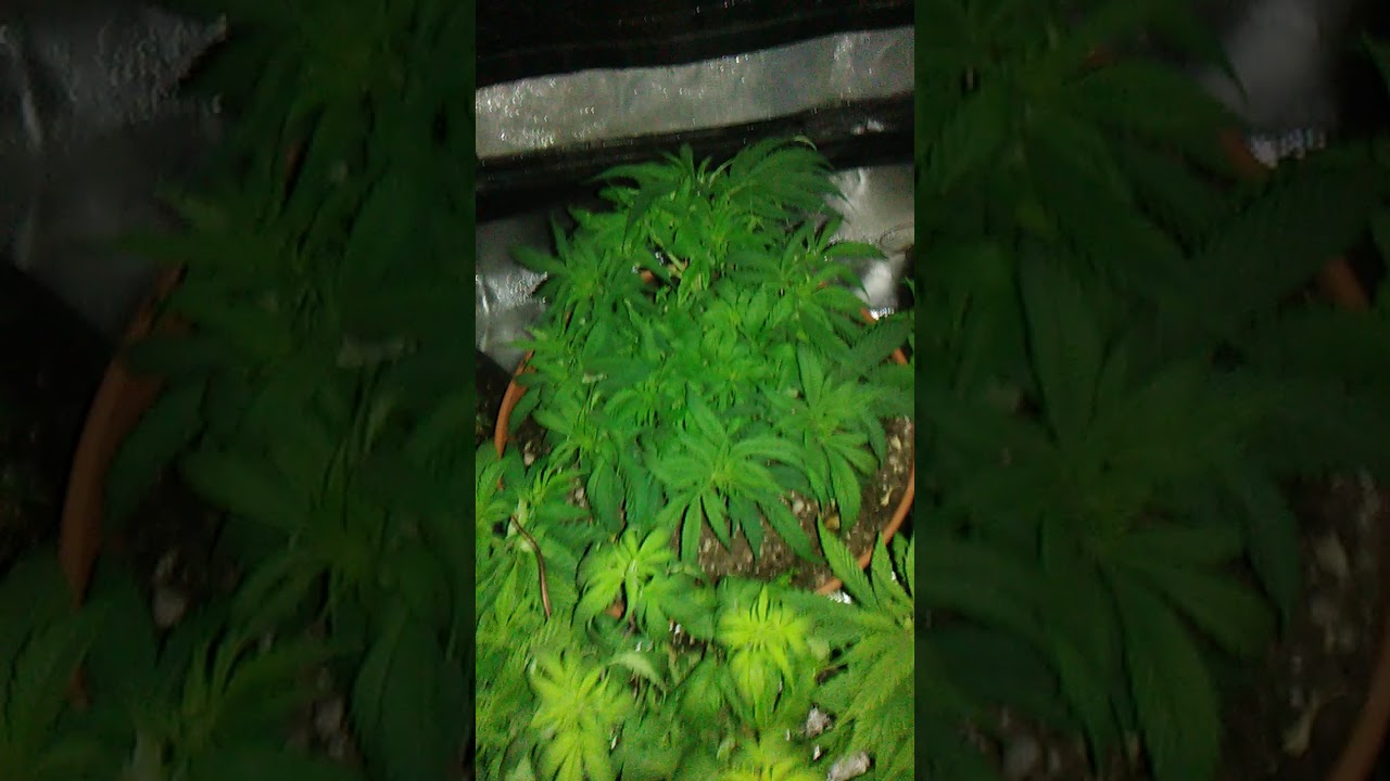 Day 41 veg from seed marijuana grow log. 1 day to flowering...