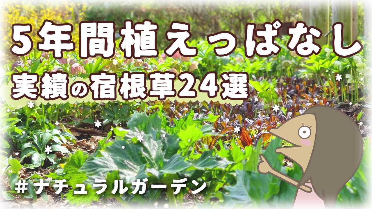 【参考書】ちょっと寒い八王子でも５年間育っている宿根草24選紹介