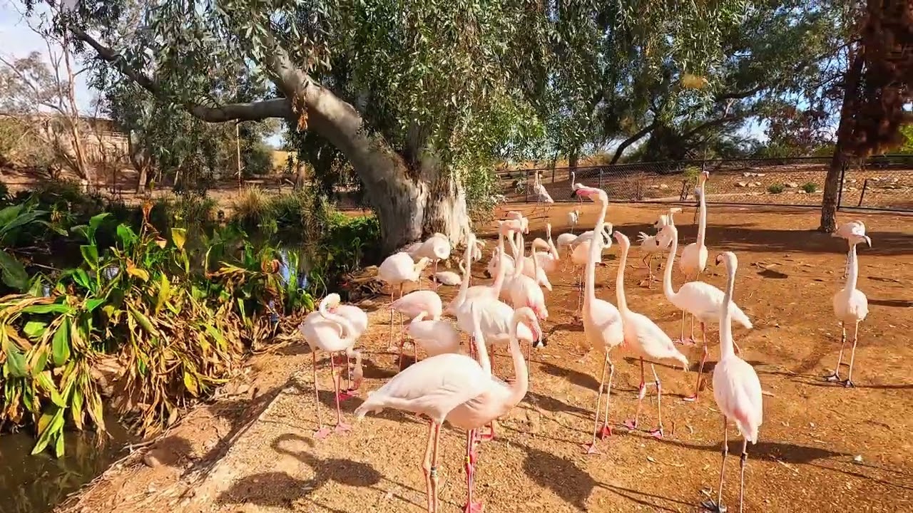 Elegant Flamingo Flock: The Phoenix Zoo Wildlife in 4K