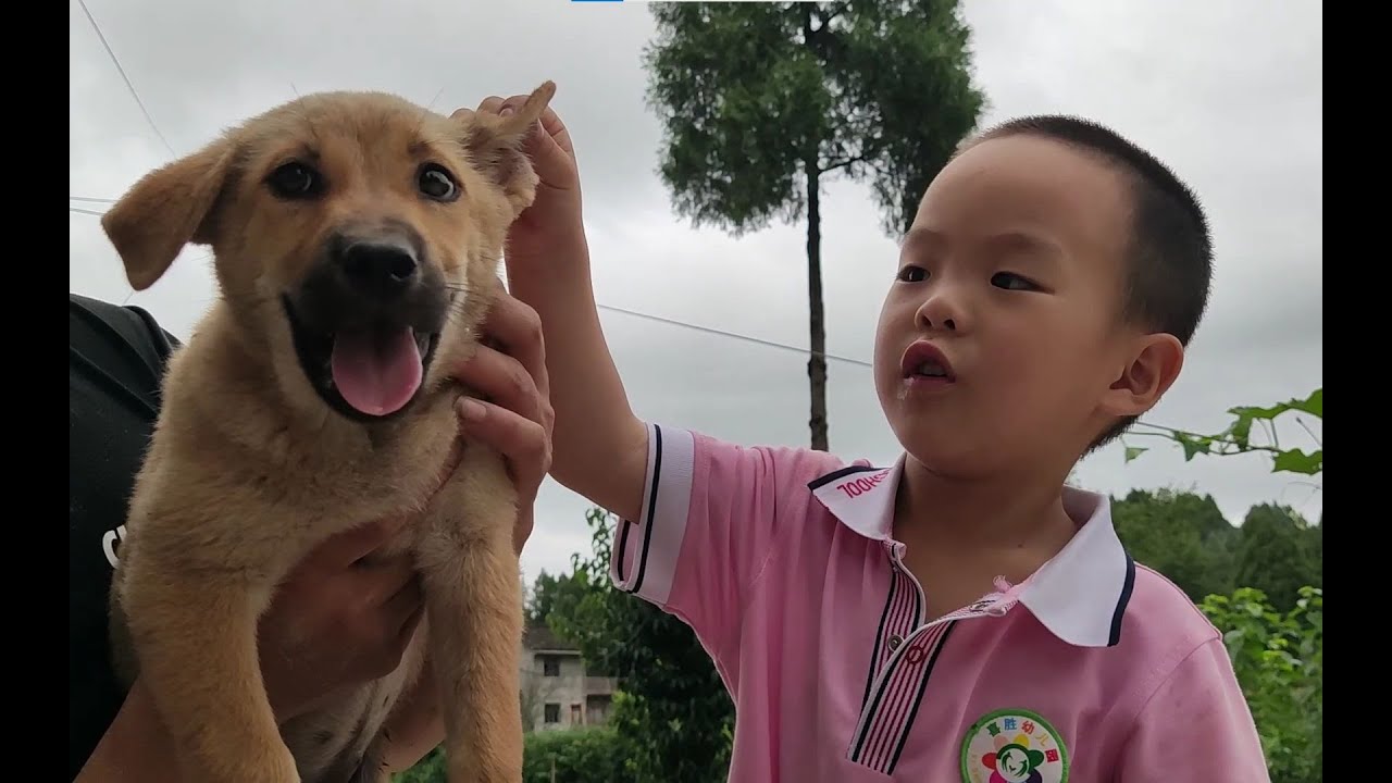 中华田园犬俗称”土狗“，和城里的狗相差很大