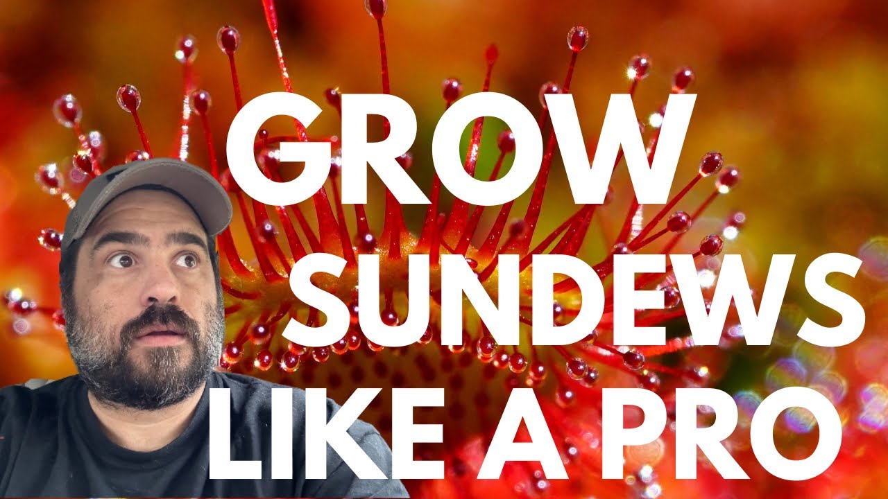 Grow Sundews Like A Pro With These Steps!