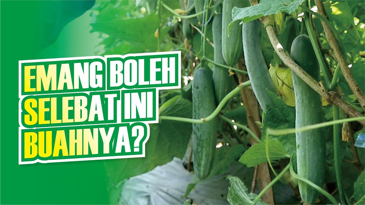 Budidaya mentimun Edisi Pemupukan Dengan Pupuk Kocor