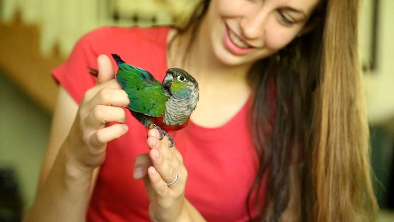 Crimson Bellied Conures make awesome friends!