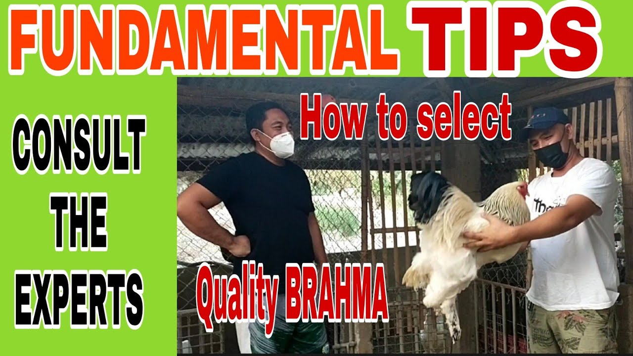 FUNDAMENTAL TIPS FOR THE BIGGENERS OF BRAHMA CHICKEN BREEDERS: CONSULTING THE EPERT/ SIR KRISTOFFER