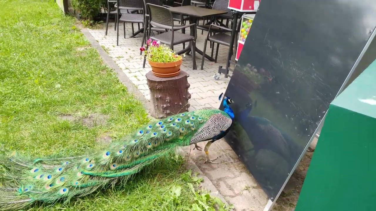 Paw #peacock #4k