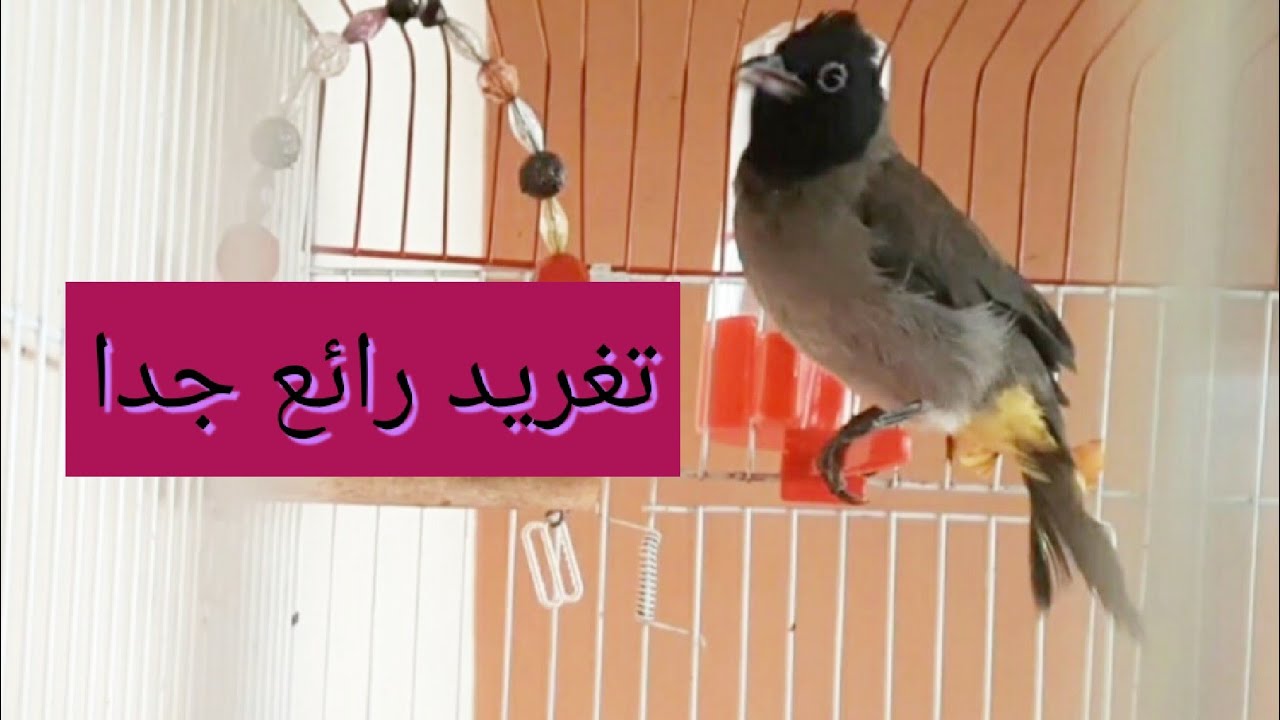 #بلبل: تغريد بلبل لبناني مميز  ‼️🔥