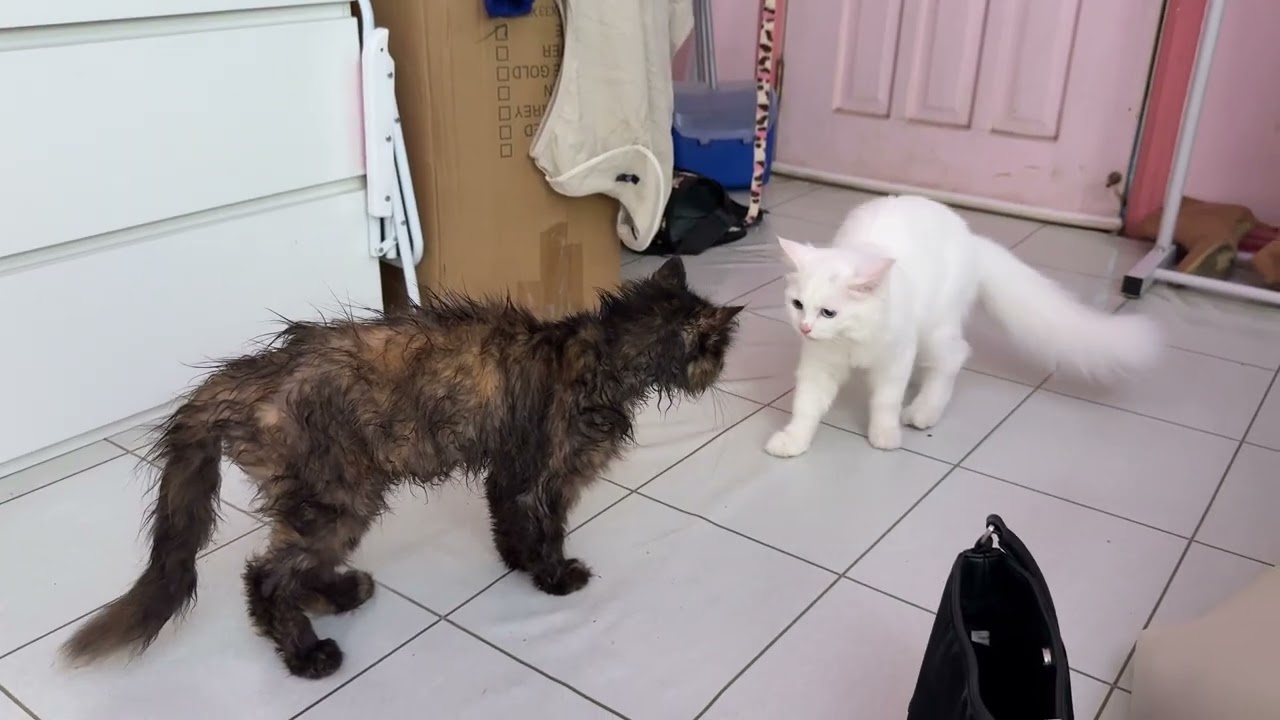 Mochi meets Memaw, are they Persian Cats?