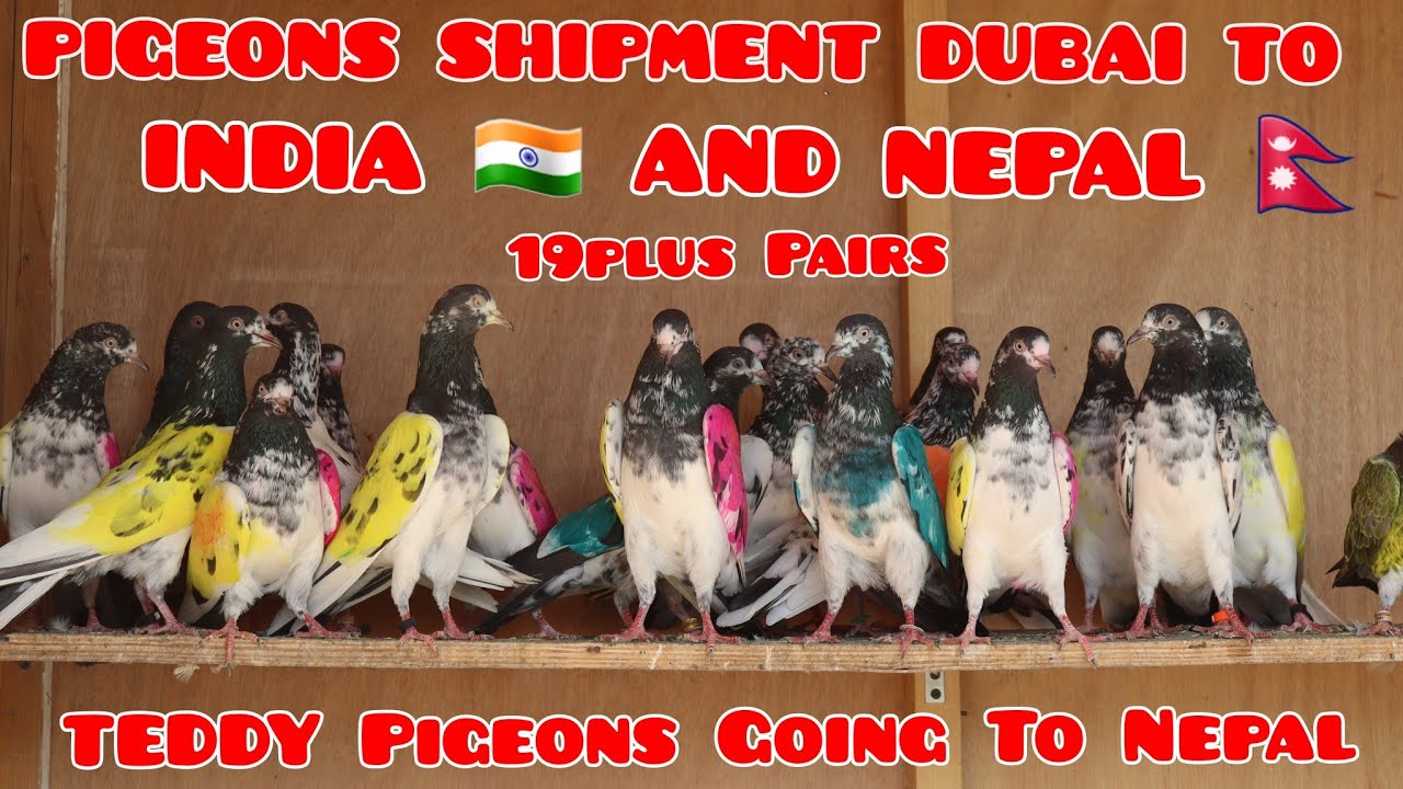 Pigeons Shipment Dubai To India and Nepal|Teddy|Golden|Dabwaley Pigeons going to Nepal and India🇮🇳