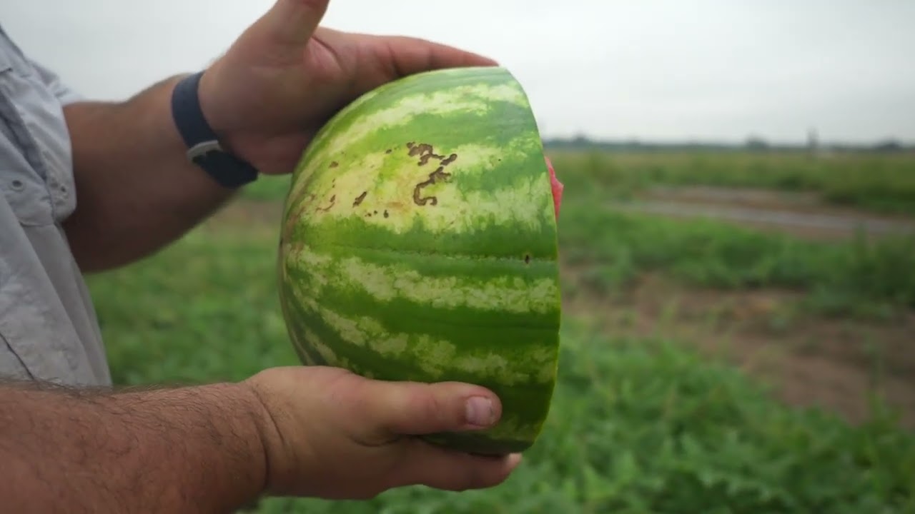 The Simple Trick to Know If Your Watermelon Is Ripe 🍉