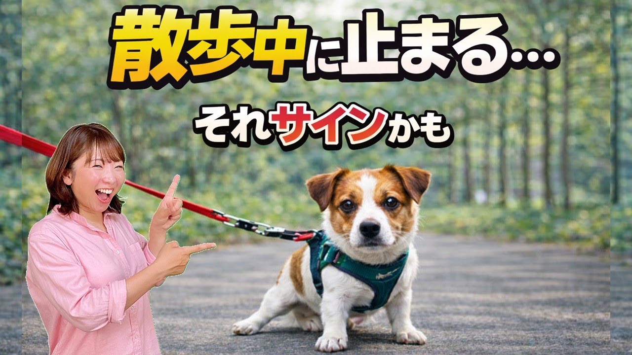 【犬 散歩】チェックしてみて！飼主さんのある行動が止まる原因になっています。犬のしつけエマチャンネル【犬のしつけ＠横浜】