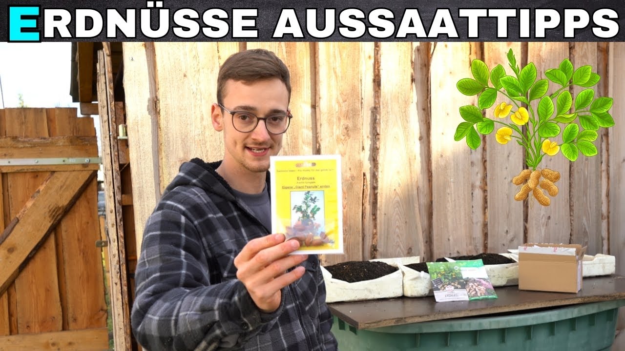 Erdn&uuml;sse selber anbauen🥜 Anzucht, Sorten, Keimbedingungen