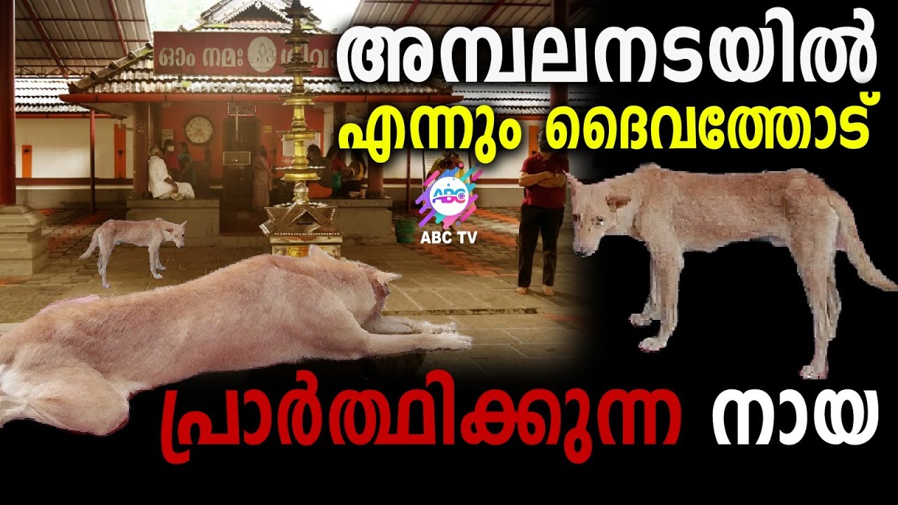 ശിവഭക്തൻ ആയ നായ.. | ABC TV
