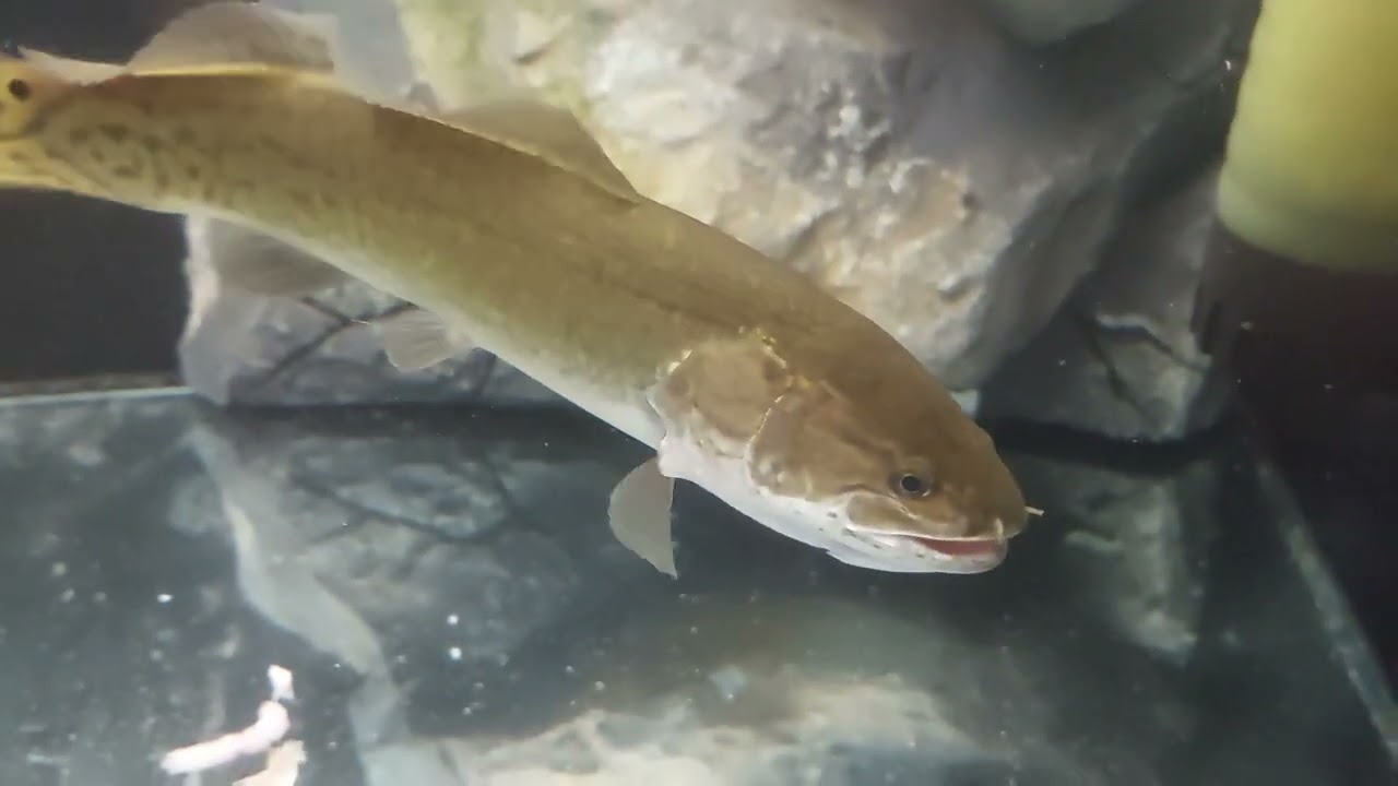 AMIA CALVA OU BOWFIN - FEEDING TIME