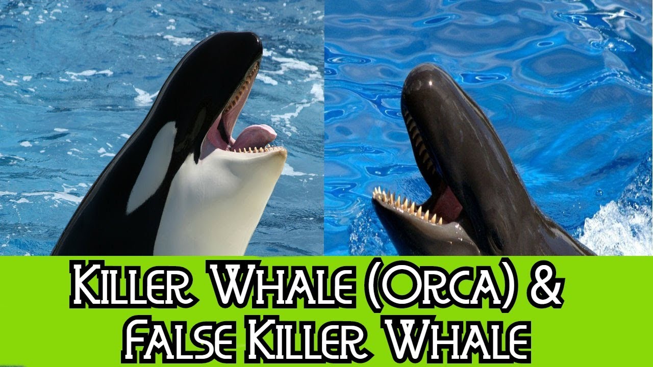 Killer Whale (Orca) & False Killer Whale - The Differences