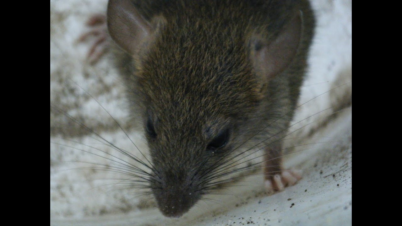SS14: Pest Control