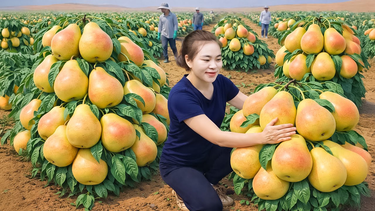 Harvesting GIANT Golden Pears for the Farmers Market | A Bountiful Season