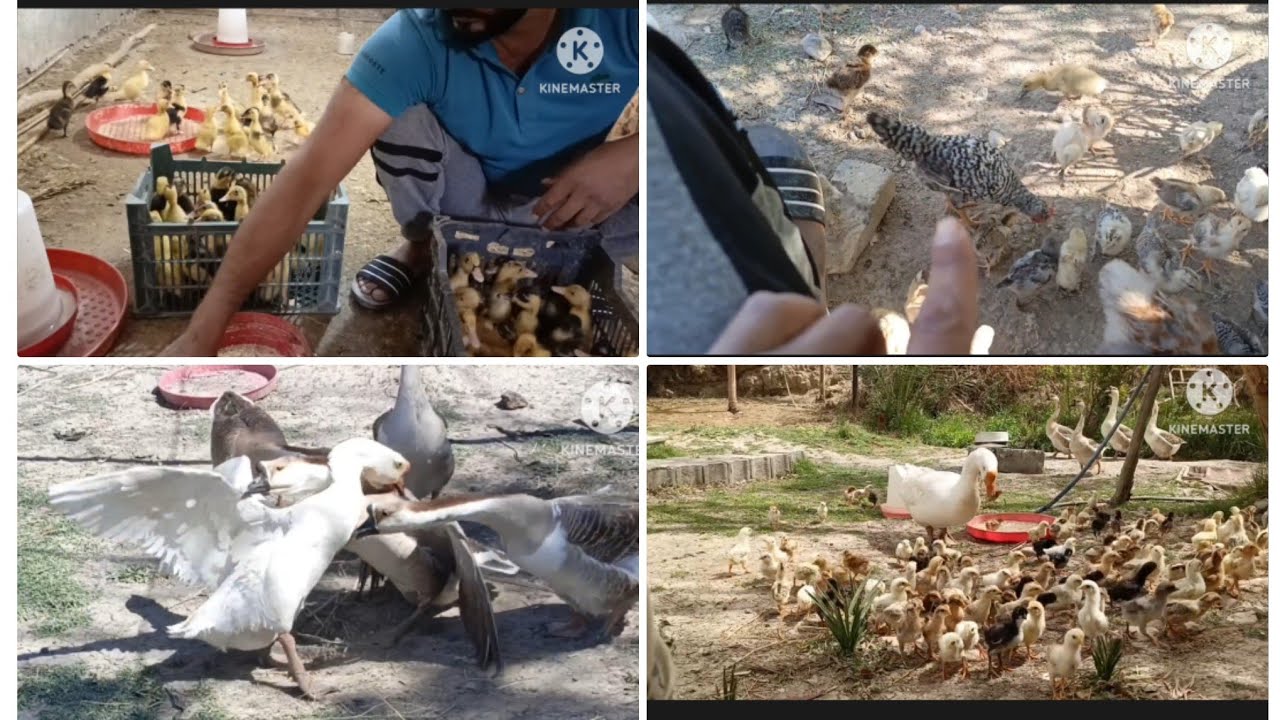 تربيه افراخ دجاج البش والبط 🦢🦆🐤🇮🇶👍