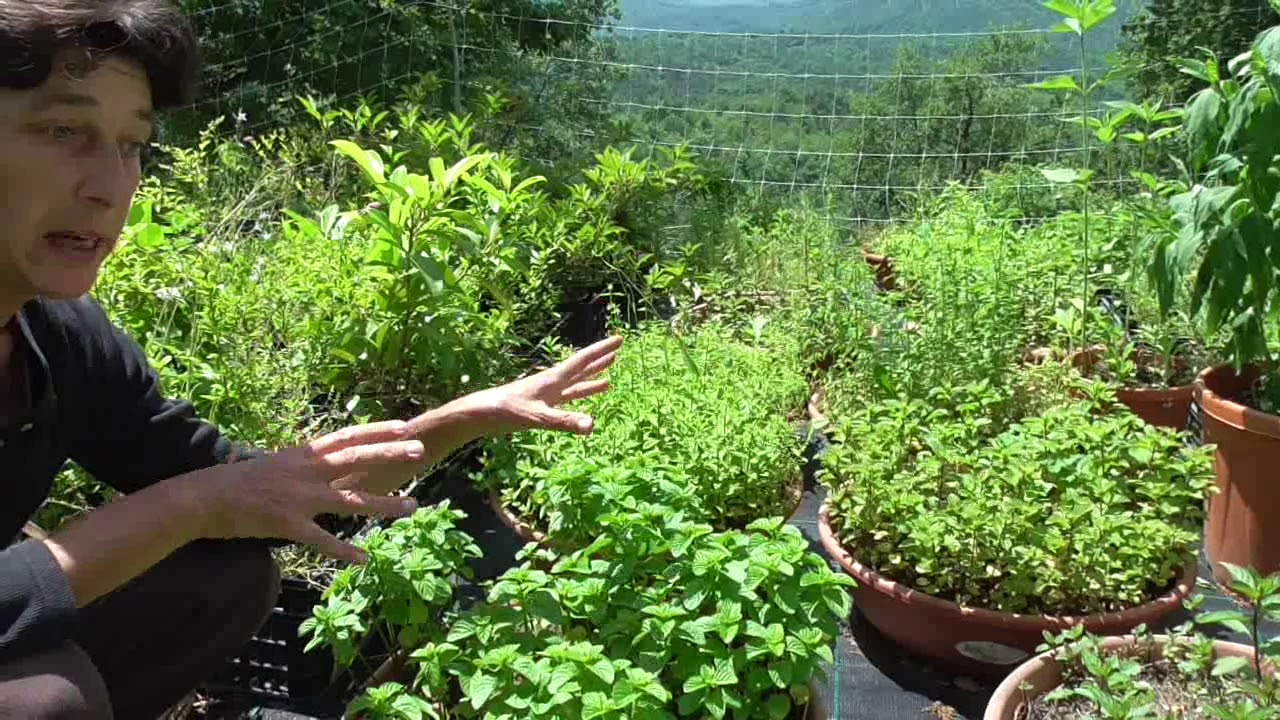 L'orto di Daniela- Le tisane uso e preparazione