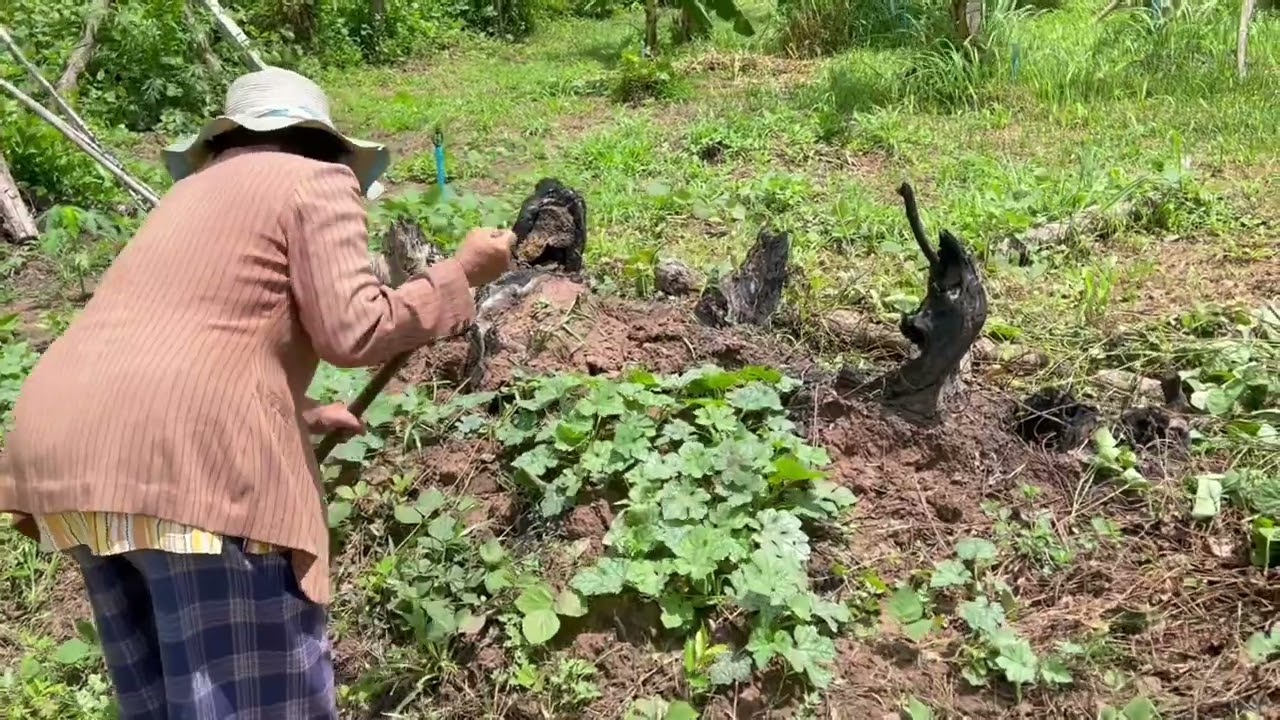 ชมสวนกับคุณตา | บ้านตา ชาแนล