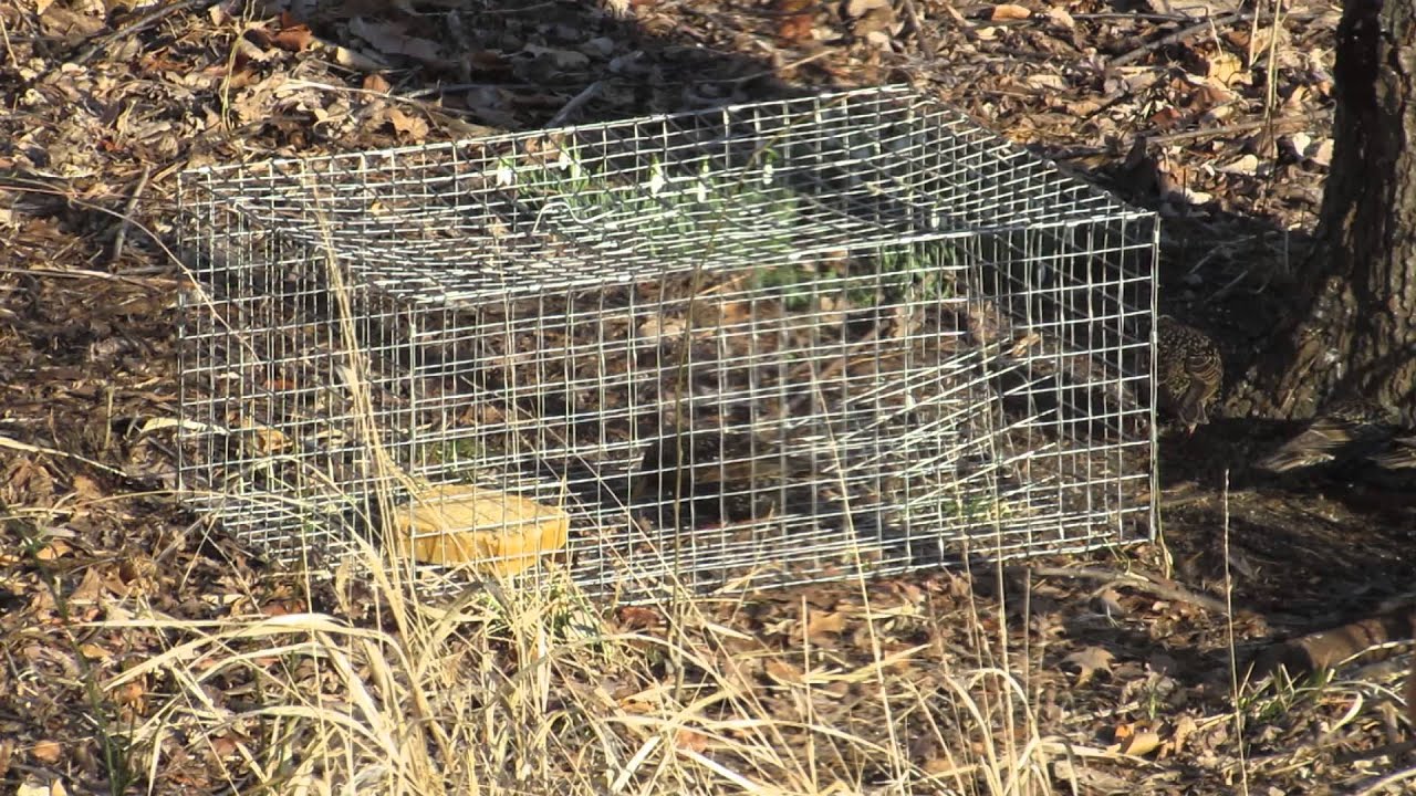 Catching Starlings with a Homemade Bird Trap