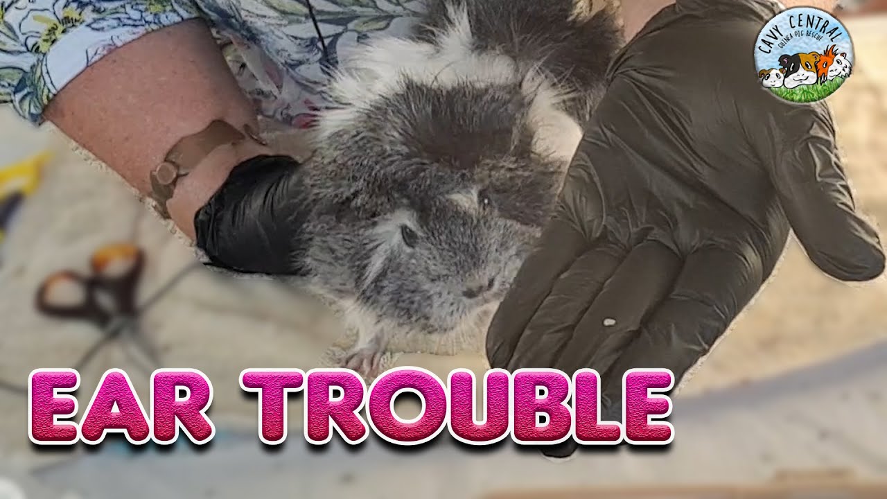 Guinea pig Charlie has ear trouble - how to clean ear goop