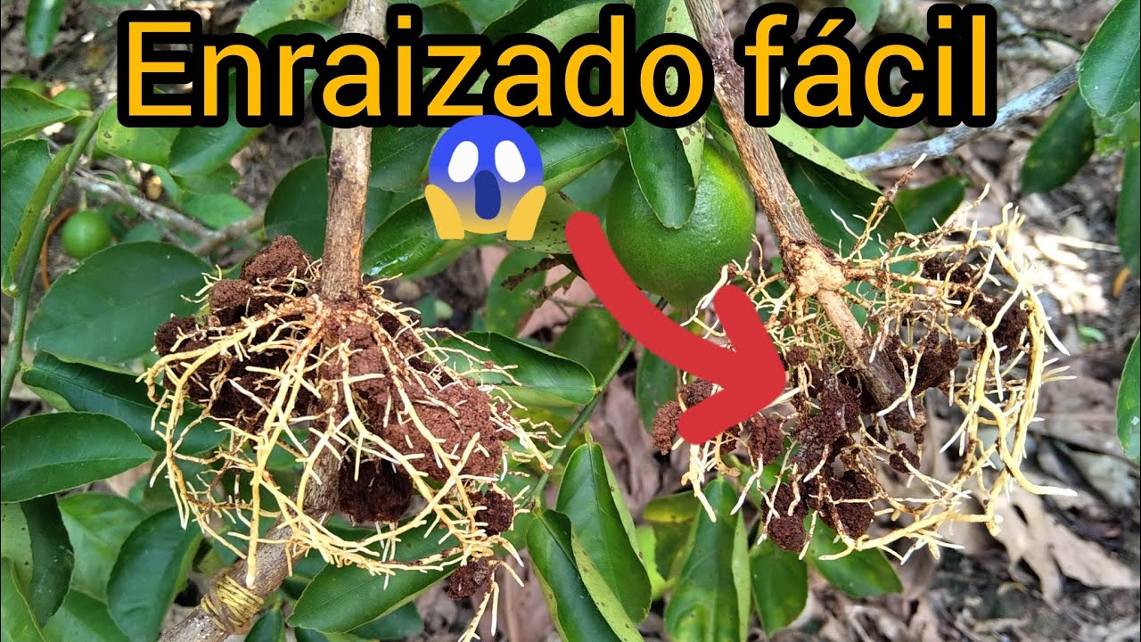 ¿COMO enraizar LIMONEROS O CÍTRICOS súper fácil?