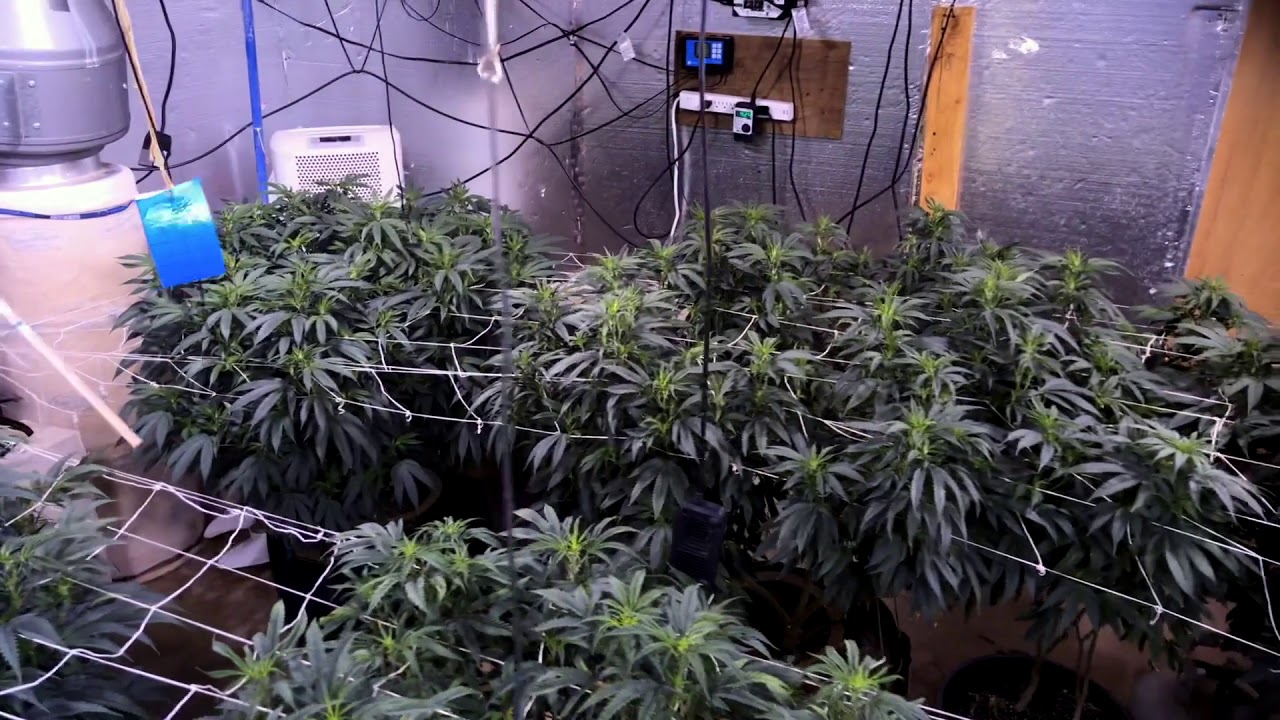 Indoor grow Week 1 of Flower.