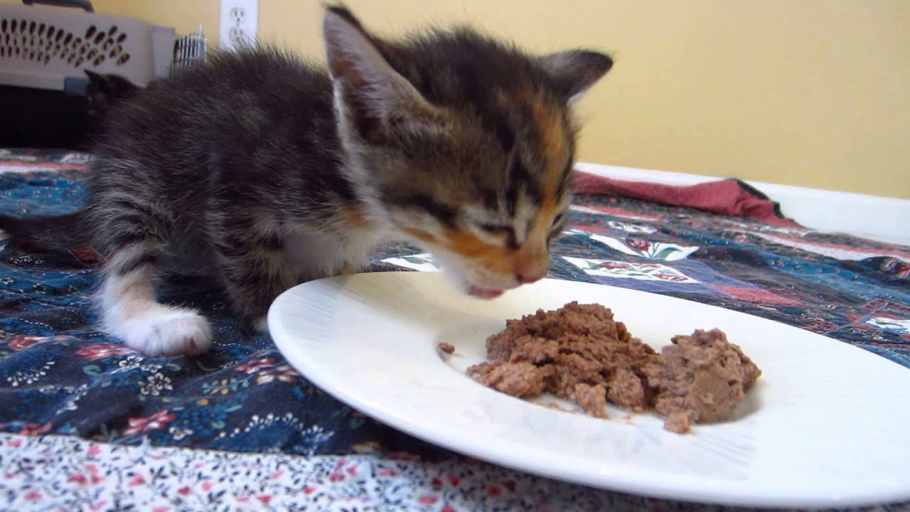 Tiny Foster Kitten Eating Purina Wet Food - 3 Weeks Old - 