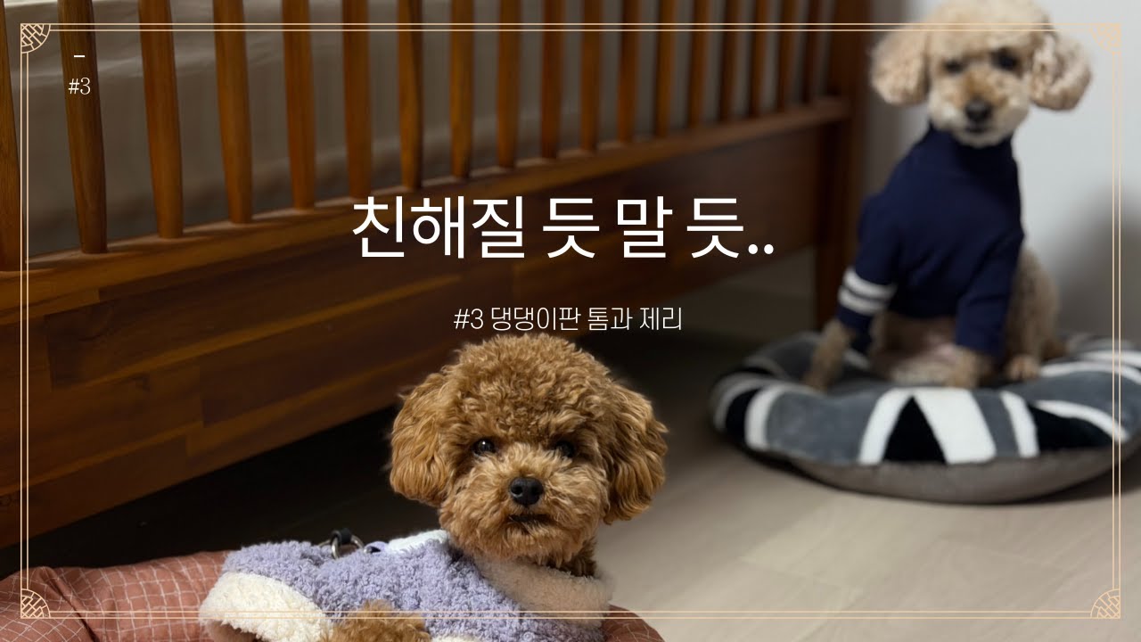 댕댕이판 톰과 제리 🐶