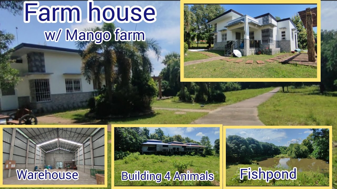 Lot#673 beautiful House and lot w/ mango farm, fishpond,building 4 animals, warehouse, rice field