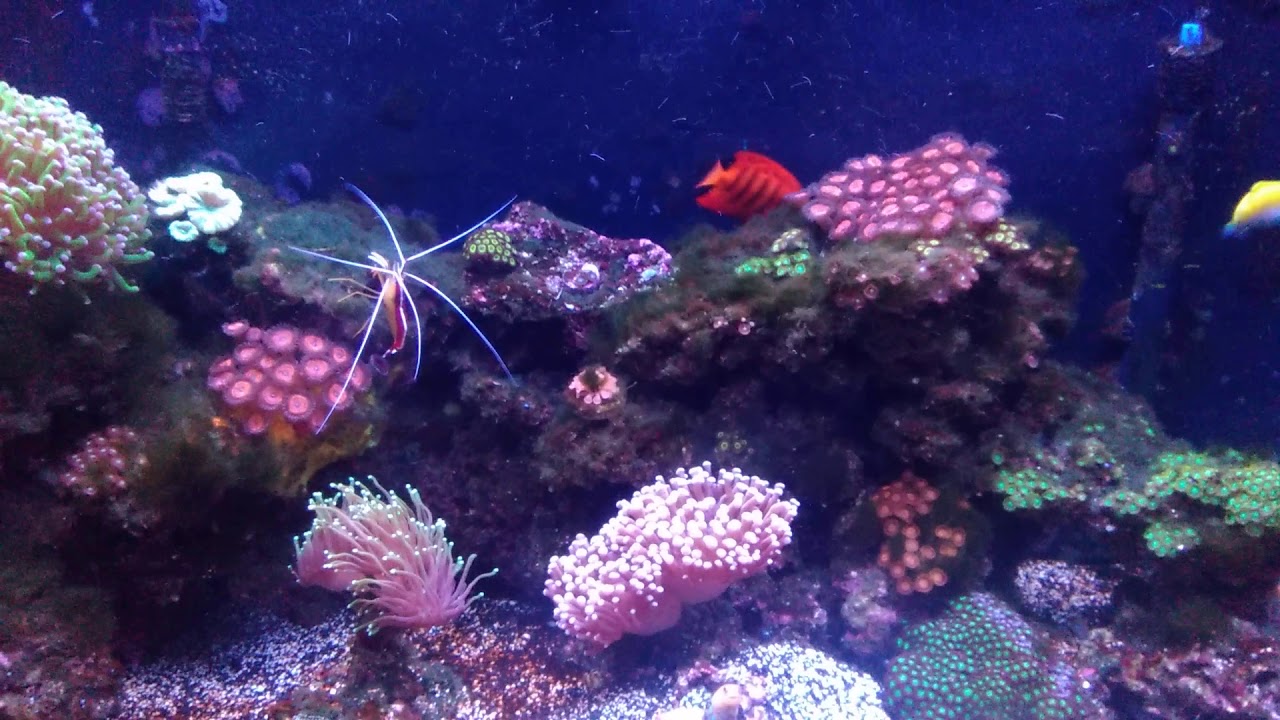 Vibrant Liquid Aquarium Cleaner 1 month results
