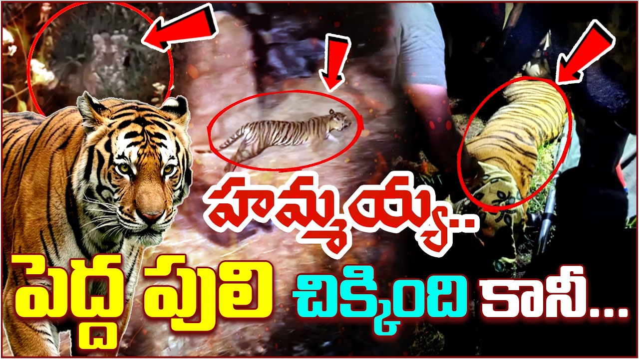 జనగామ షేర్ ఖాన్ ఎక్కడ..? | Tiger Hulchul In Telangana| Qnews