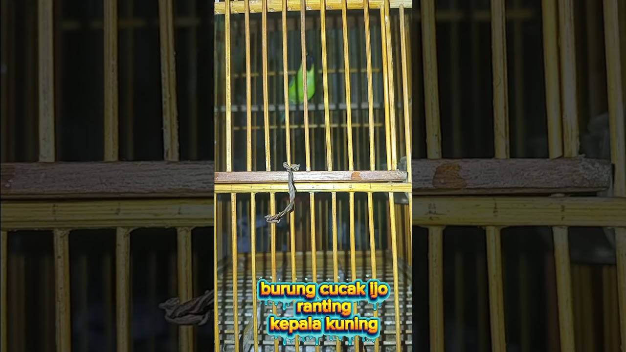Pancingan burung cucak ijo kepala kuning #pancingancucakijoranting