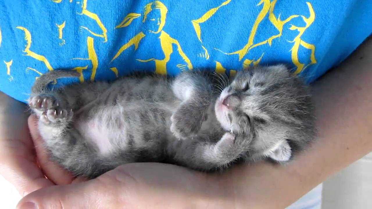Our 3 weeks old kitten sleeping and purring at the same time.