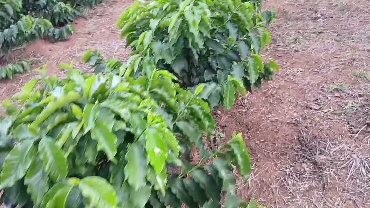 Secador de caixa dom modesto 