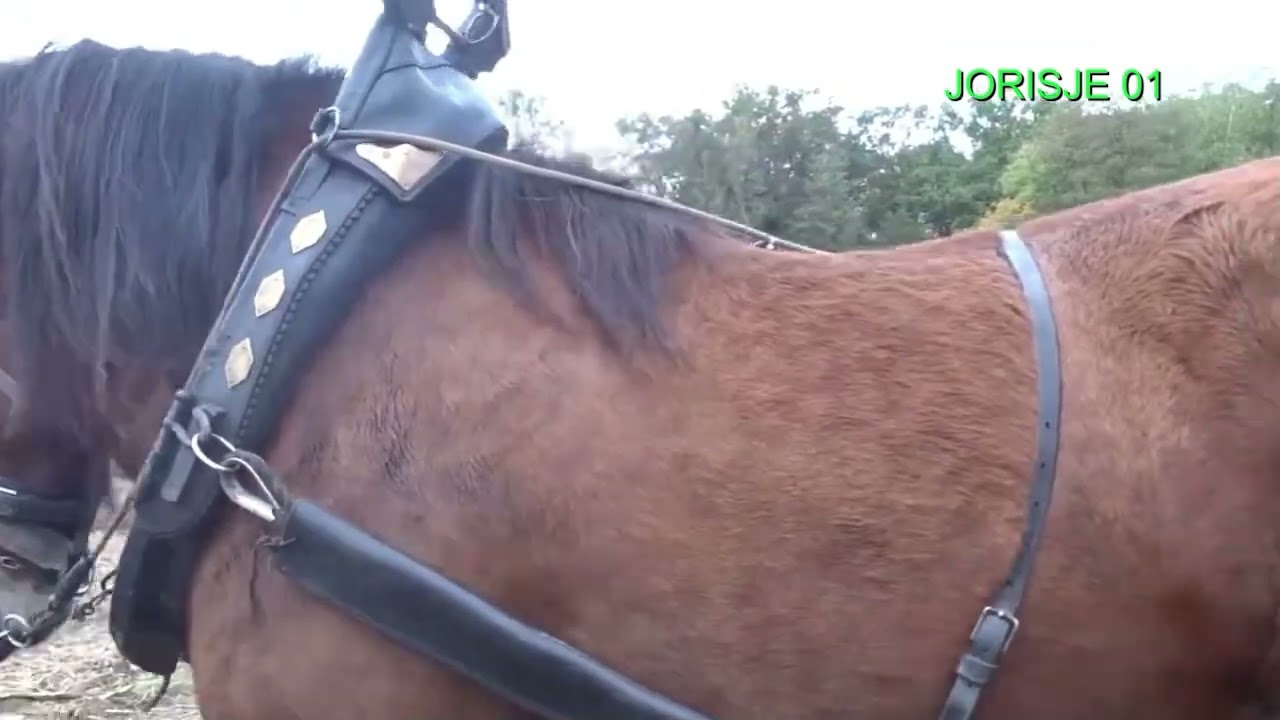 Ploegwedstrijd met paarden