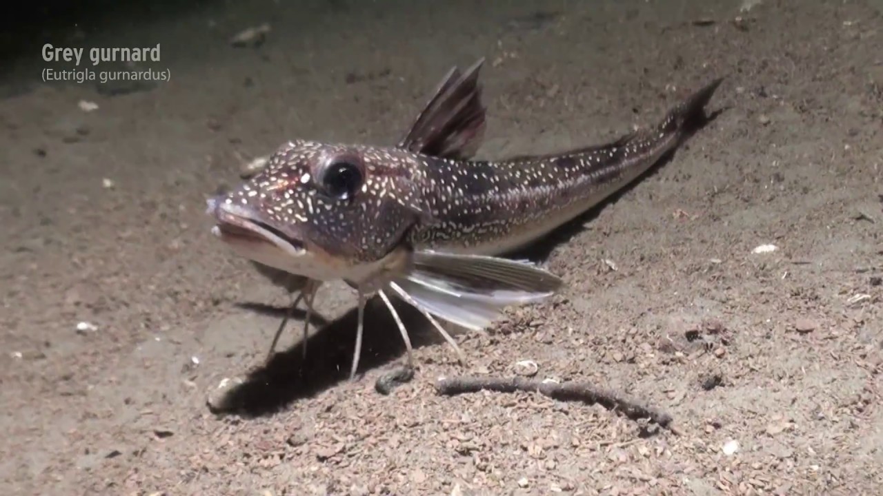 Protected Areas &ndash; safeguarding marine biodiversity