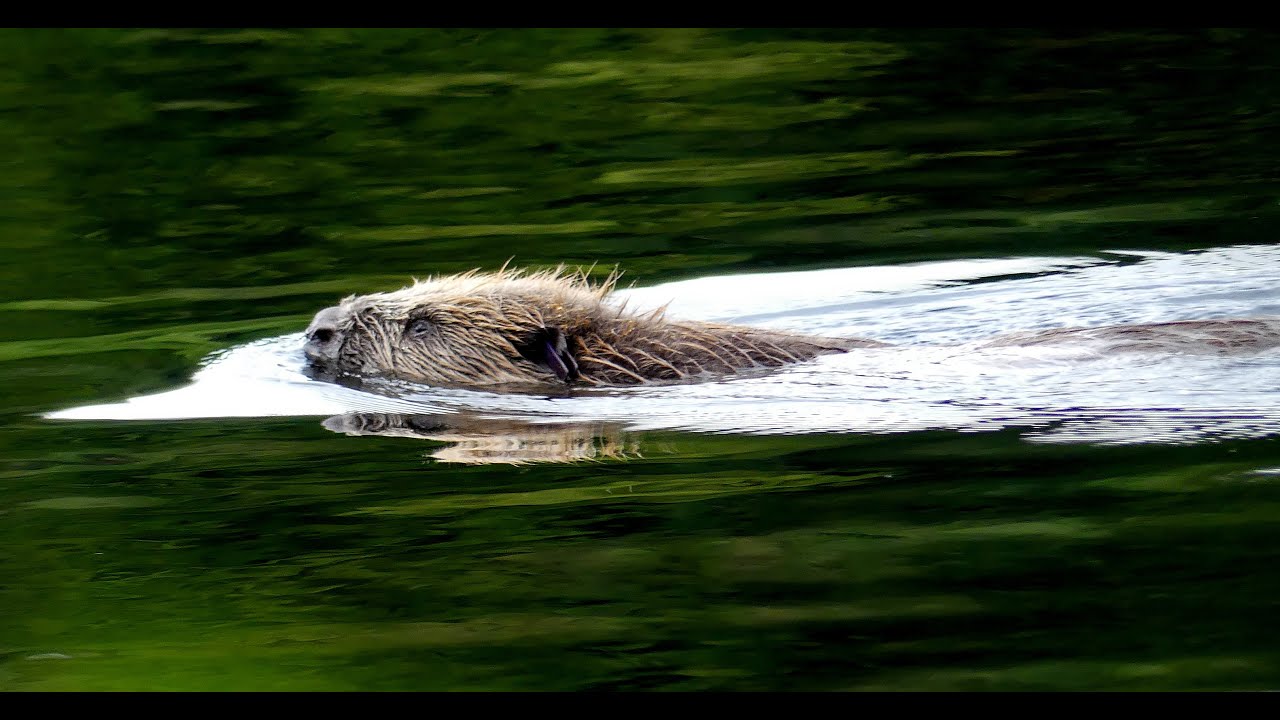 Beaver Walk in Knapdale