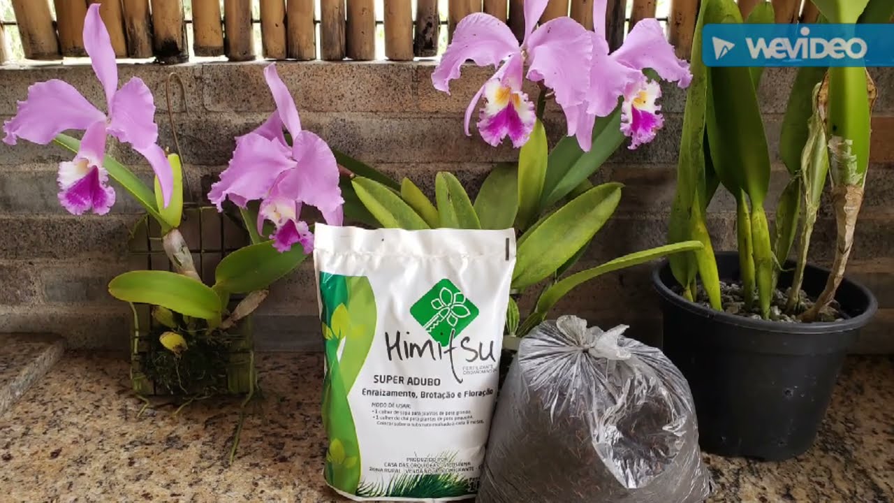 Cultivo de Sophronitis e plantio de Orquídeas em pau de café