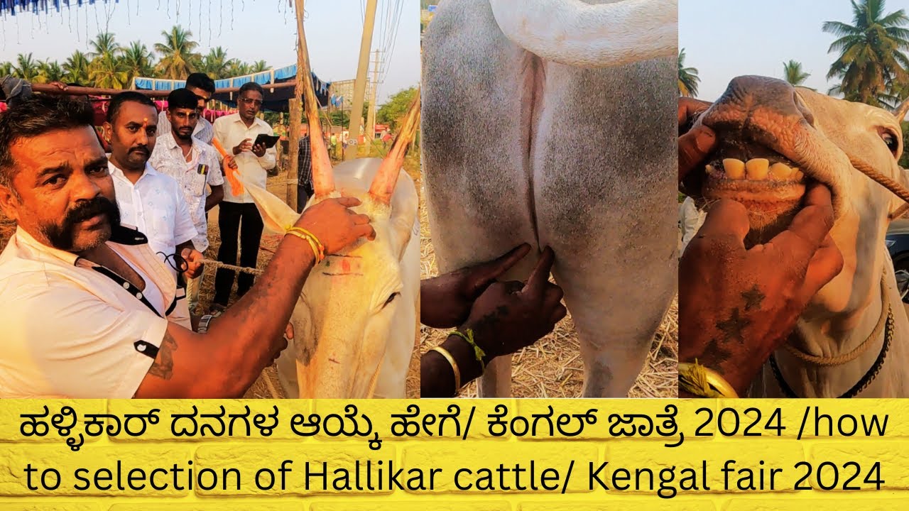 ಹಳ್ಳಿಕಾರ್ ದನಗಳ ಆಯ್ಕೆ ಹೇಗೆ/ ಕೆಂಗಲ್ ಜಾತ್ರೆ 2024 /how to selection of Hallikar cattle/ Kengal fair 2024