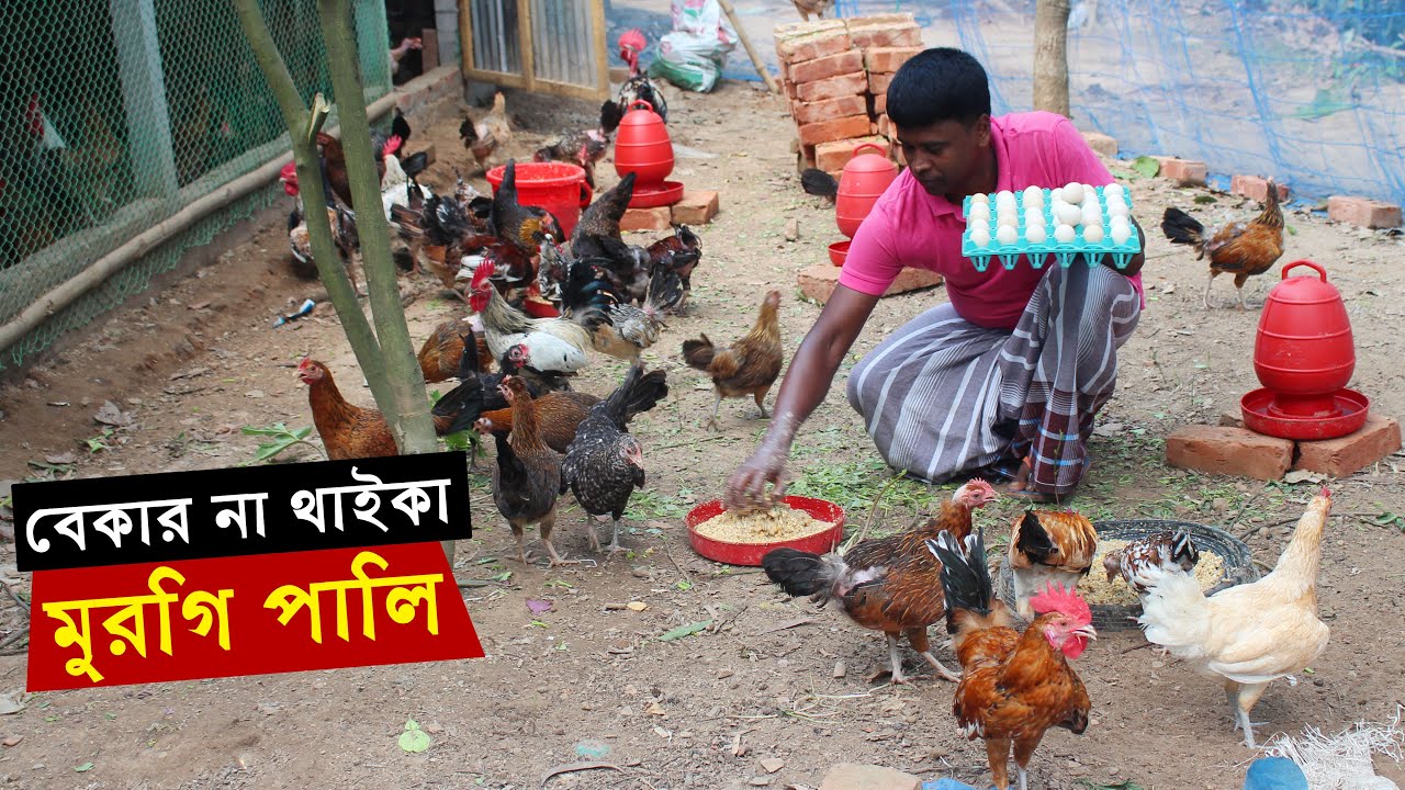 বেকার না বসে থেকে প্রবাসী নূর আলম ভাই বাড়ির মুরগি দিয়ে গড়ে তুলেছেন দেশি মুরগির খামার | Murgi Palon