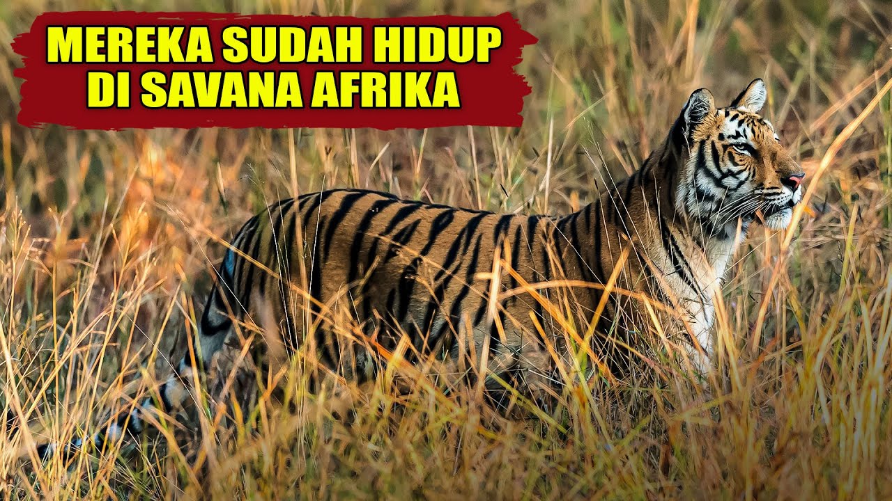 Petualangan Harimau Afrika