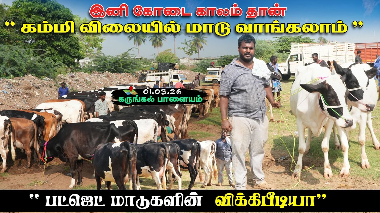 😱🔥அதிரடியாக குறைந்த மாடுகள் விலை|இனி ஈசியா மாடு வாங்கலாம்..!!