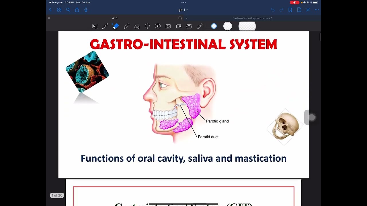 1-Gastrointestinal physiology lecture (1)  جامعة الملك خالد