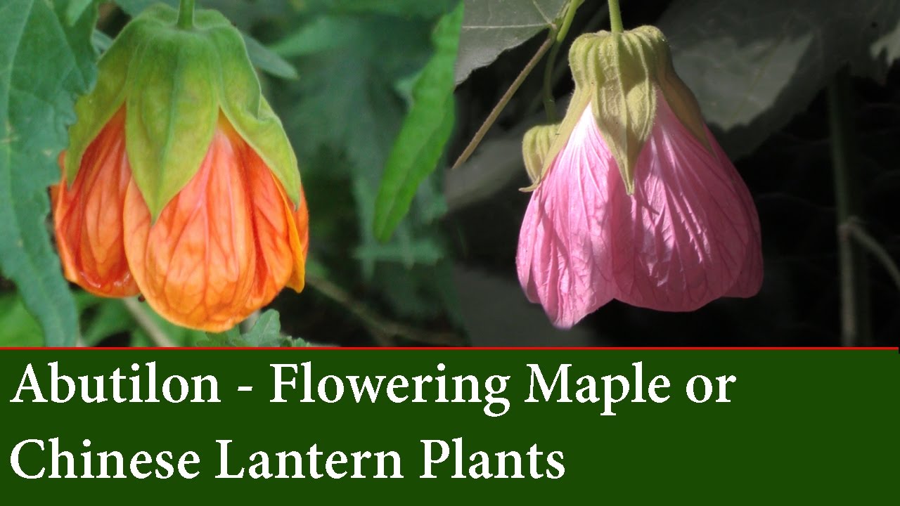 How to Grow Abutilons   - The Flowering Maple or Chinese Lantern Plant
