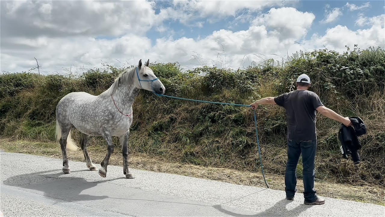 Dream Horse Has A Shocking Secret!