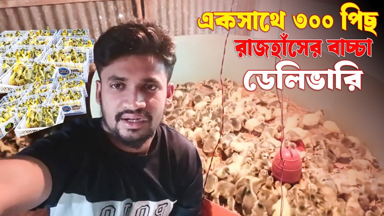 ৩০০ পিস রাজহাঁসের বাচ্চা ডেলিভারি কুমিল্লাহ তে#farming #রাজহাঁসের#বাচ্চা #viralvideo #রাজহাঁস #হাঁস